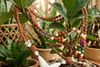 Navaratna Rudraksha Necklace – Healing Prayer Beads for Meditation & Spiritual Balance